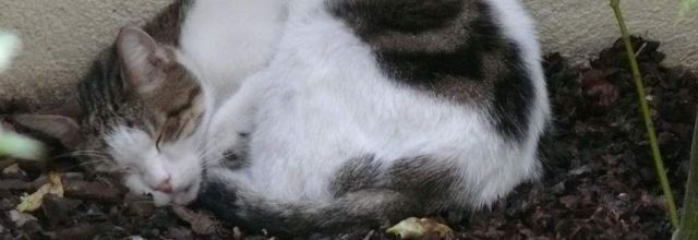 UNE ODE À SON CHAT de MAURICE CARÊME