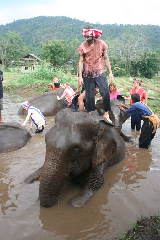 Depart pour le Nord Thailande.
Escale "obligee" a Chiang Mai. Visie de temples, nombreux dans la vieille ville. Training d'elephants.- Pai reggae fest