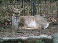 Zebra, Damhirsch, Brillenpinguine, Braunbär, Schneeeule, Uhu, Elefantendame