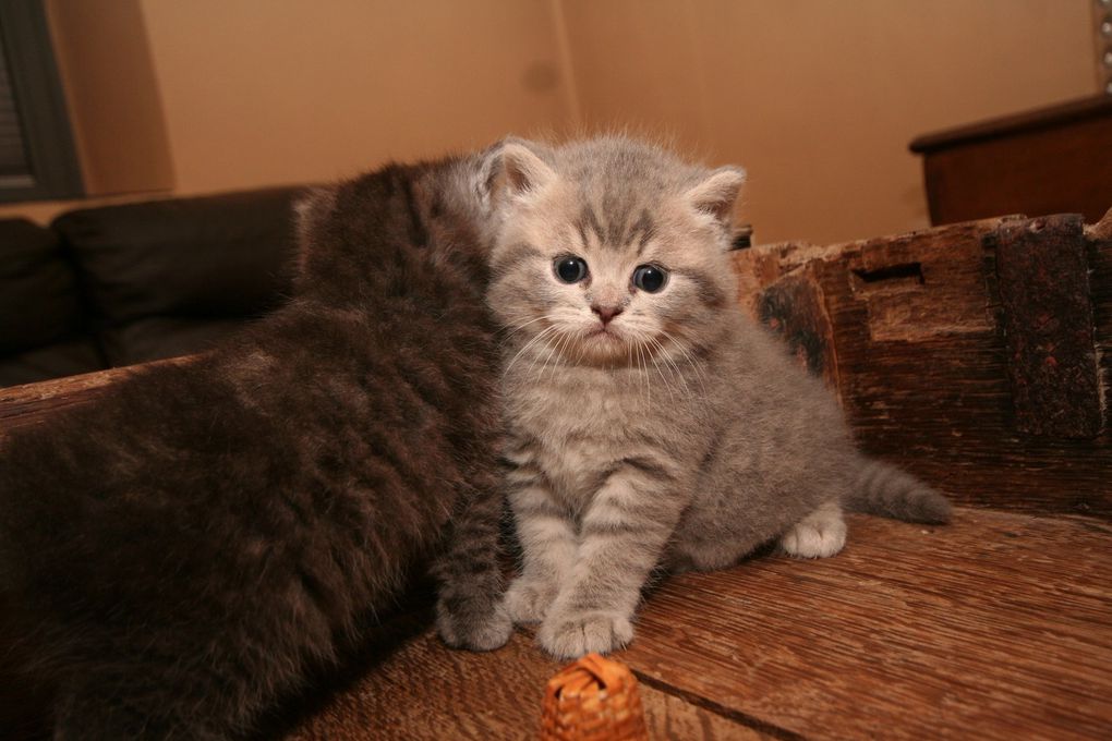 Portée de deux chatons.
(Chaussette + Dwayne)