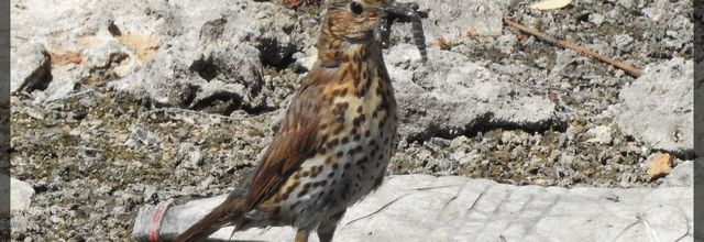 Les oiseaux du Lac de l'Arbalète (Grigny 13/07/2020)