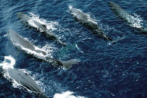 Pas de paradis pour les baleines de l’Atlantique sud