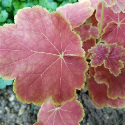 Feuillage, mon beau feuillage...