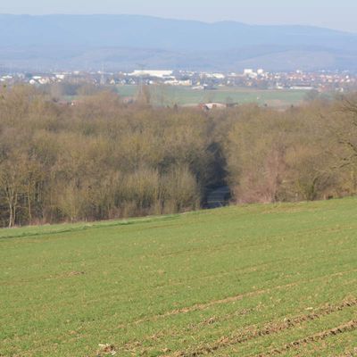 Centenaire, la forêt de Kolbsheim