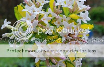 Daphne x burkwoodii ' Golden Treasure'