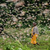 " Comme quelque chose sorti du livre de l'Exode " : Les armées de sauterelles dévorent des fermes entières au Kenya " en 30 secondes seulement " (Michael Snyder) - MOINS de BIENS PLUS de LIENS