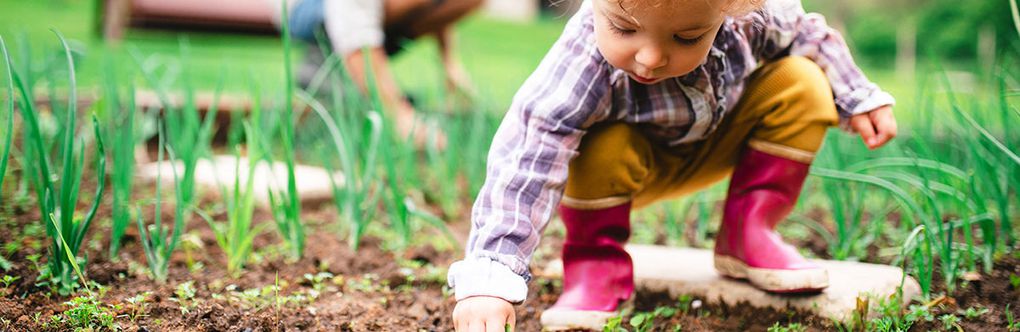 Le petit potager de Murphy