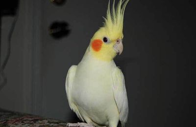 Lutino Cockatiel