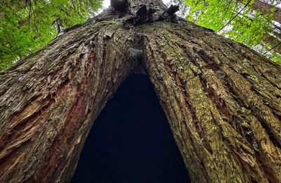 Des arbres magnifiques 