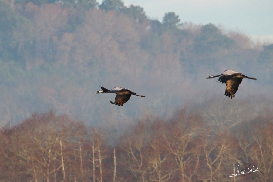 Grues cendrées