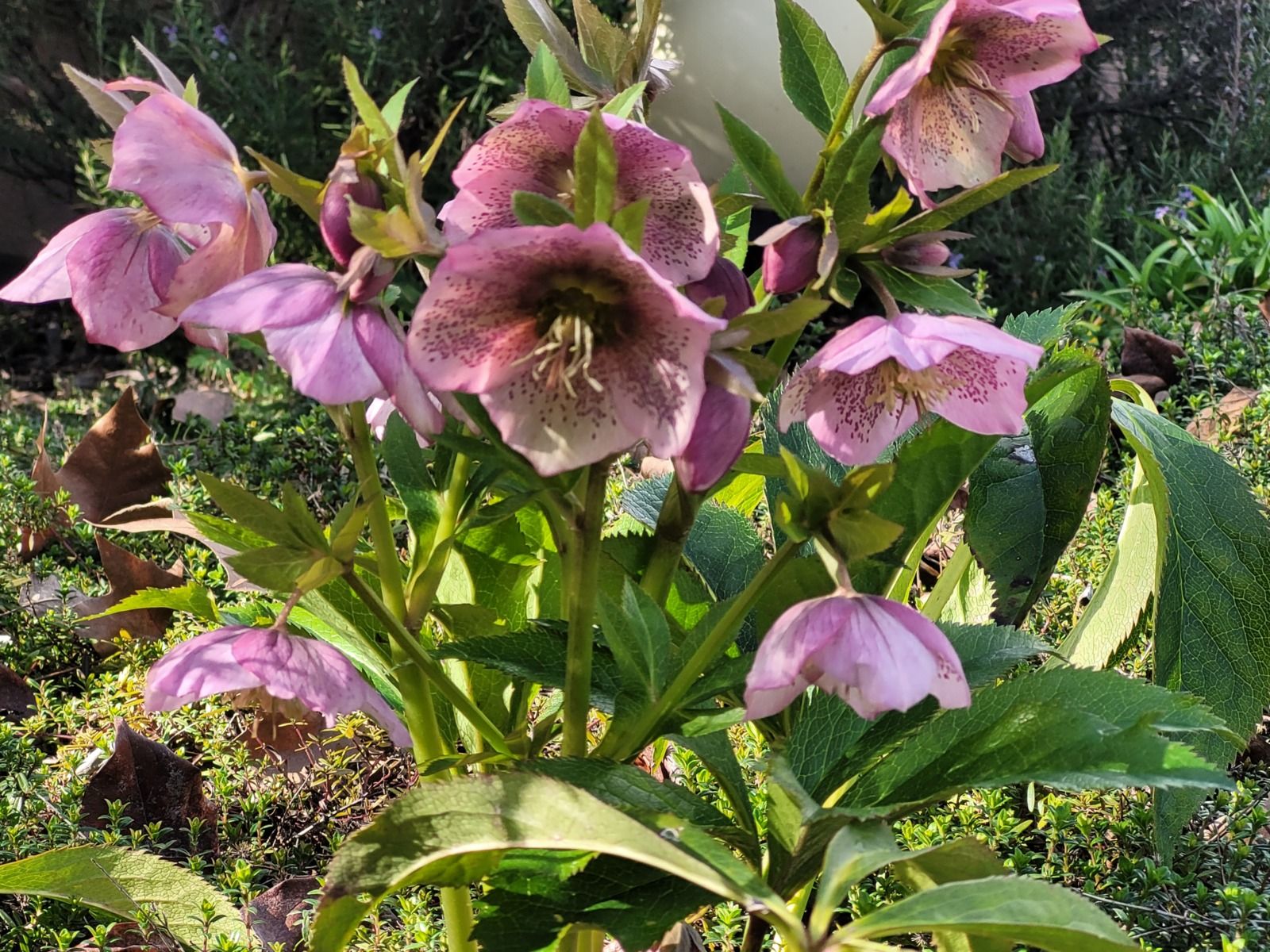 Hellebore