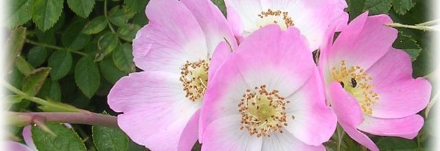 Eglantine