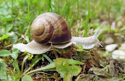 Vrai escargot de bourgogne