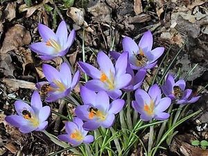 Les crocus tommasinianus qui fleurissent à peu près à la même période que les perce-neige sont très attrayants avec leurs couleurs vives et leurs pétales grands ouverts. Mais si la saison est pluvieuse, ils fanent avant d'avoir eu l'occasion de s'épanouir.