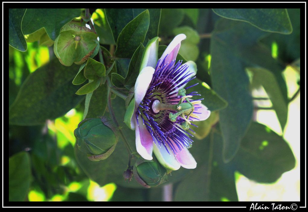 Album - Le-printemps