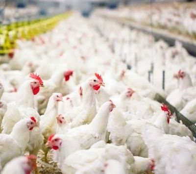 Une étude de l'Université Texas A&M prédit une baisse des taux de fertilité des poules de la filière des poulets de chair