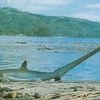 Une pêche " miraculeuse" au rocher de Saint Pierre...