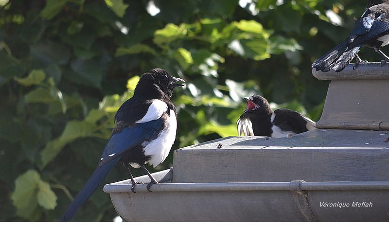 Famille Pie bavarde