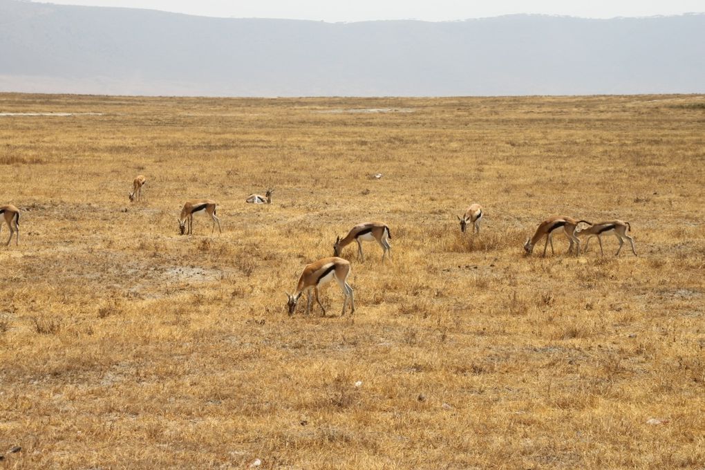 Album - 7.2 Ngorongoro