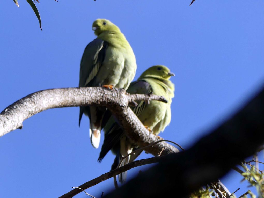 Colombar maïtsou - Treron australis - Madagascar Green Pigeon