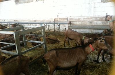 Sortie à La Ferme de Lanset au village d'Aydius 