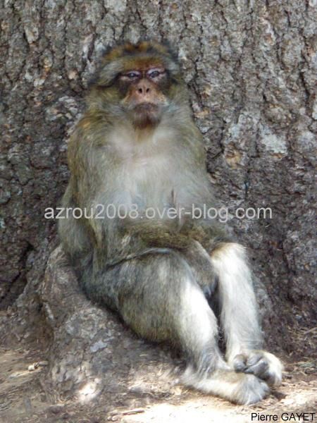 macaques de Barbarie (Macaca sylvanus) ou singe magot, dans une forêt de cèdres du moyen-Atlas marocain