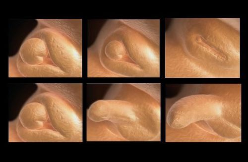 Formation Des Organes Genitaux Chez Le Foetus La Parentalite Par Alomere