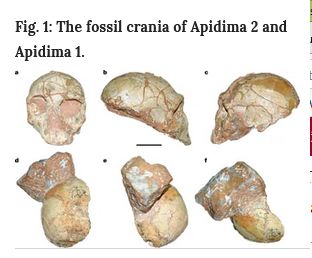Apidima 1, le plus vieil Homo Sapiens connu en Europe est Grec, et vieux de 210 000 ans 