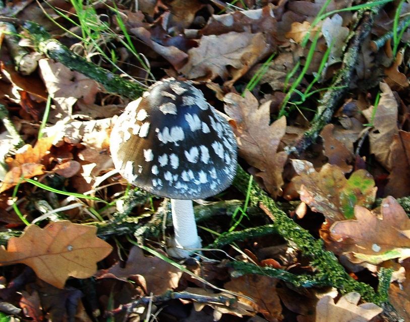 Album - Les-Champignons