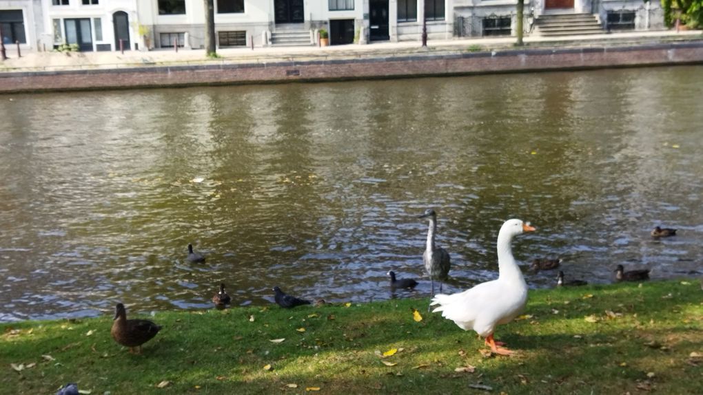 Amsterdam au musée Rijksmuseum et promenade dans la ville en remontant vers le nord jusqu'à la rue Anne Frank