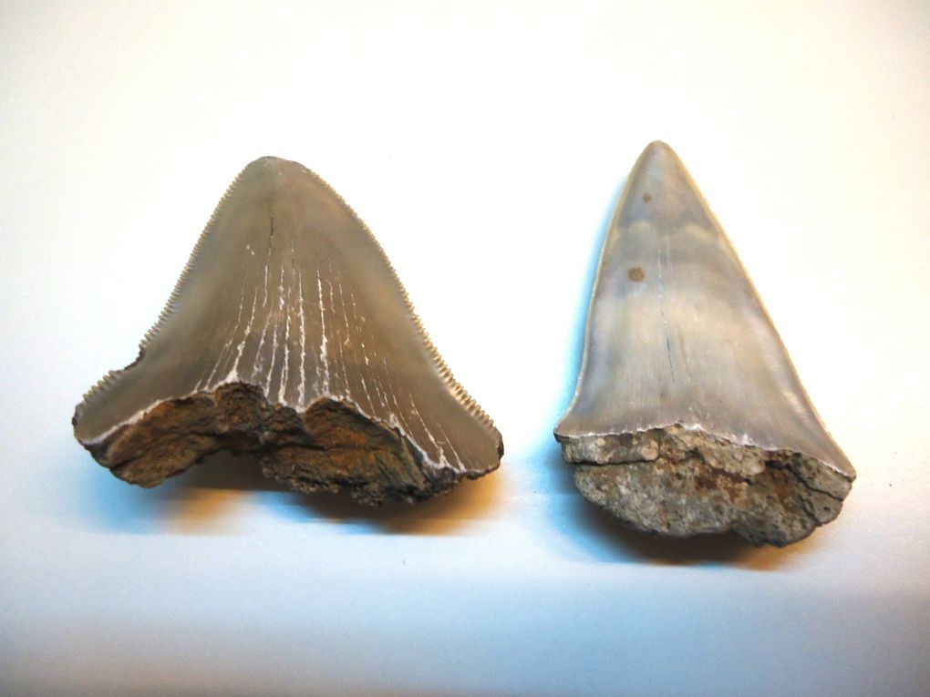 <p>Une de mes passions parmi les fossiles, les dents de requins. Trouvées en abondance en Belgique, mais des échanges et achats m'ont permis de me constituer une importante collection du Monde entier.</p>
<p>Les quelques pièces ici présentées sont datées du Permien (250 millions d'années) au Pliocène. (3 millions d'années)</p>
<p>Bonne visite !</p>
<p>Phil "Fossil"</p>
<p> </p>