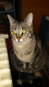 Intel, jeune chat mâle tigré, à l'adoption -&gt; adopté