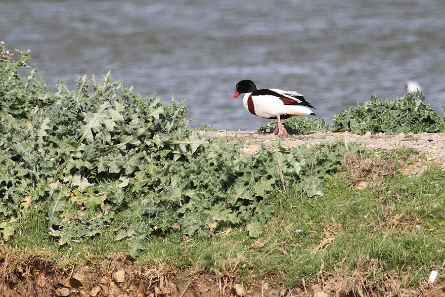 Album - Faune-Oiseau-7