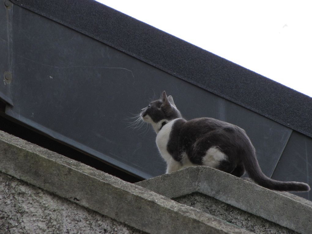 J'aime les chats et ils me le rende bien,sur la couverture un hommage à ma Léa et mon Lester (décédé tout les deux)