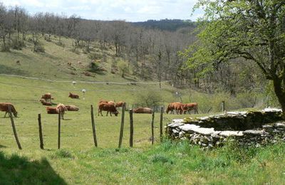 020 - Retour à la campagne