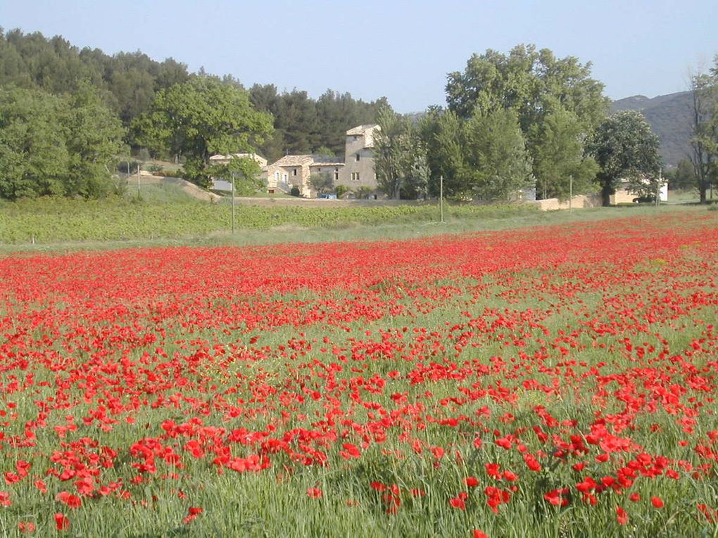 Les coquelicots