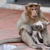 Amitiés inter-espèces : un singe et un chiot