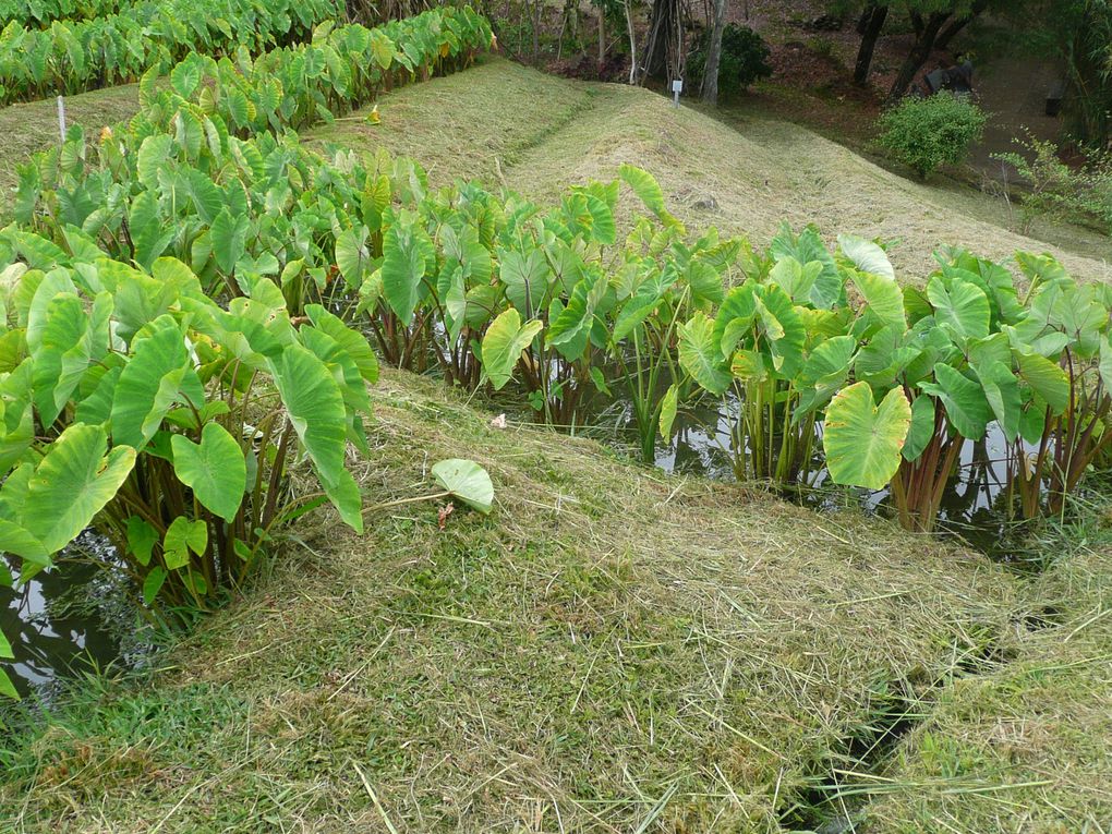 Album - 3-Nouvelle-Caledonie