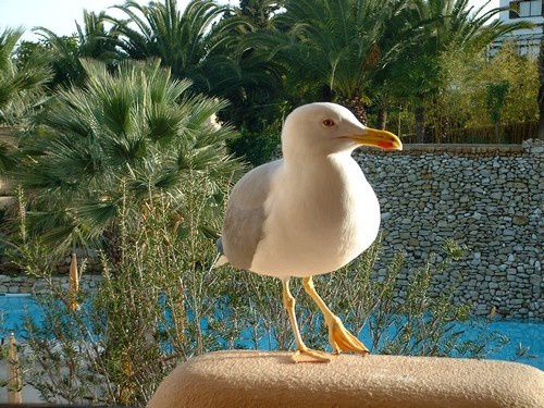 Et toujours notre fidèle  " Patte  folle" ...et son bel appétit !