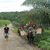 Pueblos rodeados: las tácticas de las palmicultoras en Ecuador