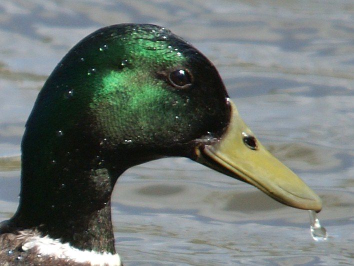 Album - Oiseaux-des-marais