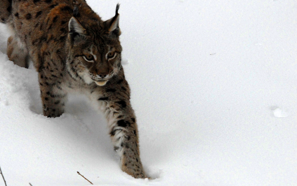 Le lynx boréal