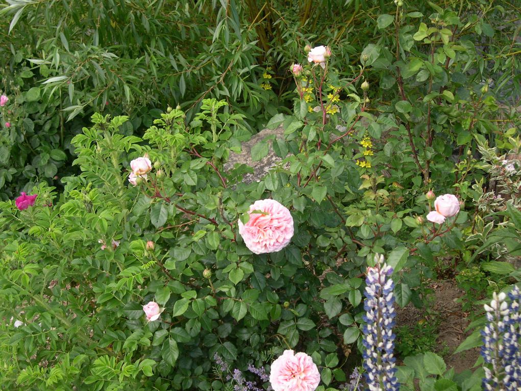 photos de mon jardin d'antan