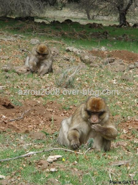 macaques de Barbarie (Macaca sylvanus) ou singe magot, dans une forêt de cèdres du moyen-Atlas marocain