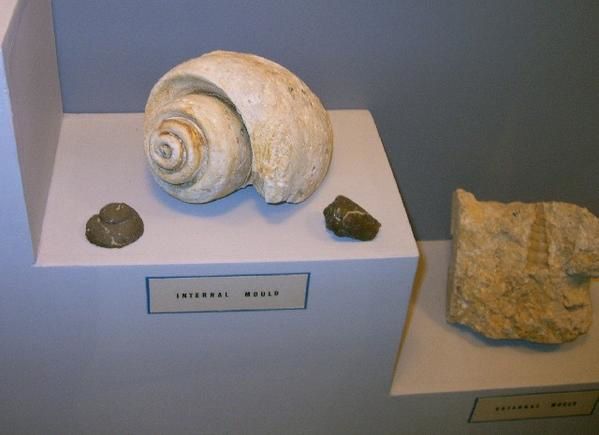 <p>Cet album vous présente des prises de vue de notre voyage maltais de janvier 2006, notamment une variété de fossiles exposés au Muséum de Mdina.</p>

<p>Ce pays riche en fossiles est également une destination rêvée pour l’archéologie et la préhistoire.</p>

<p>Bon voyage virtuel !</p>

<p>Phil « Fossil »</p>

