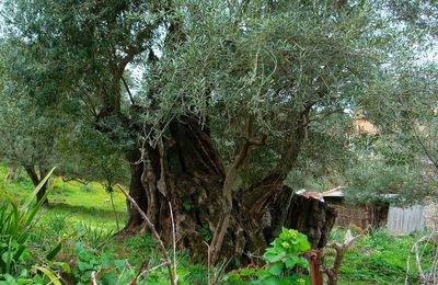 L'olivier, l’arbre fétiche de la Méditerranée.