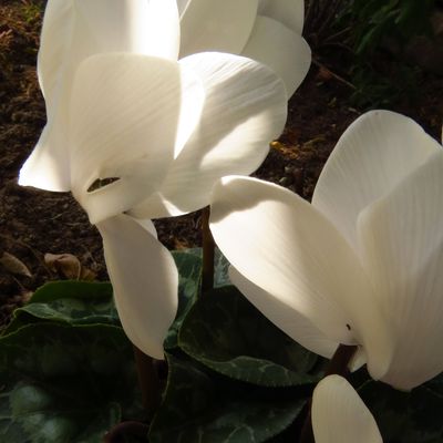 Cyclamen