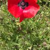 coquelicot