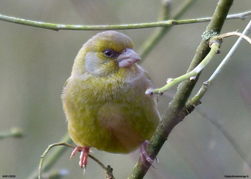 Verdier d'Europe - Chloris chloris