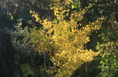 Ginkgo biloba 'Tubifolia'